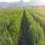 کاشت به لیمو بعد از 20 روز
