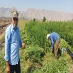 خرید مستقیم به لیمو ازکشاورز